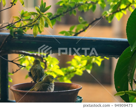 A tumultuous scenery of a flock of japanese white - eye taking a bath in a water basin. A tumultuous scenery of a flock of japanese white - eye taking a bath in a water basin. 94909473