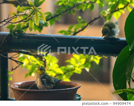 A tumultuous scenery of a flock of japanese white - eye taking a bath in a water basin. 94909474