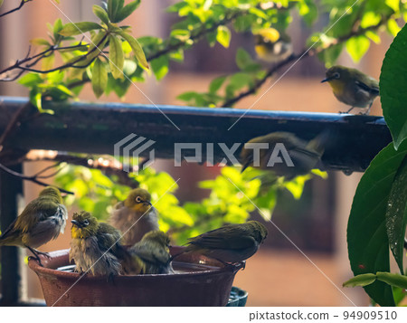 A tumultuous scenery of a flock of japanese white - eye taking a bath in a water basin. A tumultuous scenery of a flock of japanese white - eye taking a bath in a water basin. 94909510