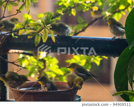 A tumultuous scenery of a flock of japanese white - eye taking a bath in a water basin. A tumultuous scenery of a flock of japanese white - eye taking a bath in a water basin. 94909511