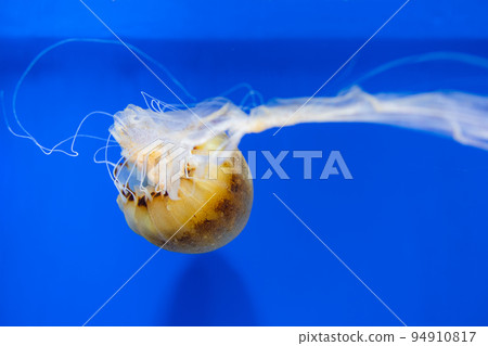 Jelly fish swim in water tank over the blue background Jelly fish swim in water tank over the blue background 94910817
