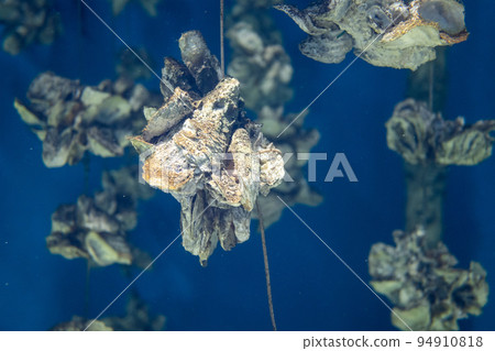 Aquaculture of the oyster under the sea Aquaculture of the oyster under the sea 94910818