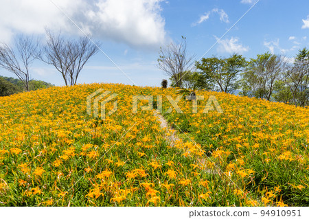 Orange day lily flower field in Taimali Kinchen Mountain in Taitung 94910951