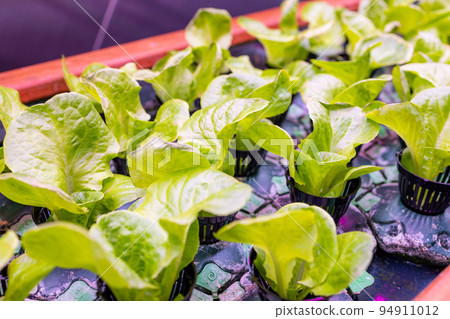 Indoor Hydroponics plantation with LED light Indoor Hydroponics plantation with LED light 94911012