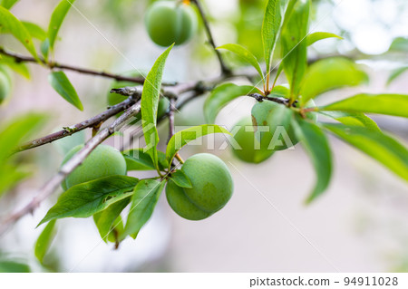 Fruit greengage on the tree 94911028