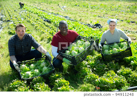 Horticulturists showing harvest of lettuce Horticulturists showing harvest of lettuce 94911248