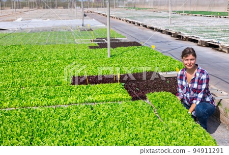 Plantation worker harvesting fresh spinach. Female gardener holding crate full of spinach 94911291