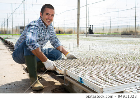 Male farmer working in greenhouse is engaged in growing ornamental grass seedlings 94911328