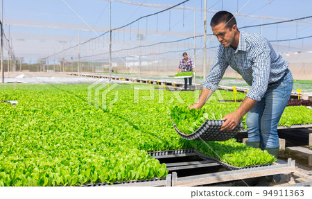 Man working in greenhouse, setting tray with lettuce Man working in greenhouse, setting tray with lettuce 94911363