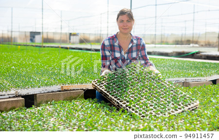 Smiling woman agriculturist working in warm house Smiling woman agriculturist working in warm house 94911457