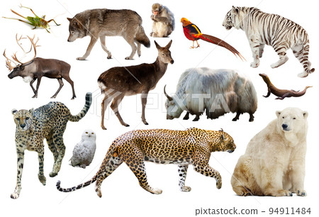 asia animals isolated asia animals isolated 94911484