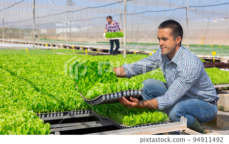 Man farmer holding trays for seedling in glasshouse. Woman carrying box with sprouts in background Man farmer holding trays for seedling in glasshouse. Woman carrying box with sprouts in background 94911492