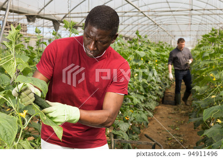 African american farm worker gathering crop of cucumbers African american farm worker gathering crop of cucumbers 94911496
