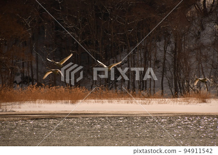 Swan in Lake Inawashiro 94911542