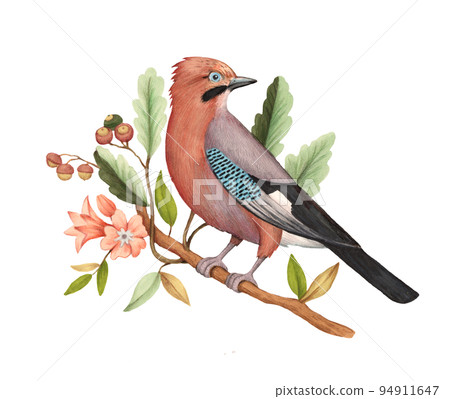Eurasian jay, Garrulus glandarius, sitting on decorative tree branch with flowers and leaves of oak. Realistic detailed illustration for design.  94911647