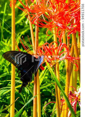 Higantic花和黑蝴蝶 94911708