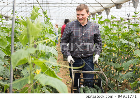 Farmer carrying wheelbarrow with cucumbers Farmer carrying wheelbarrow with cucumbers 94911771