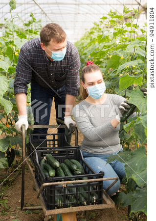 Hired workers in protective medical masks harvest cucumbers in greenhouse Hired workers in protective medical masks harvest cucumbers in greenhouse 94911804
