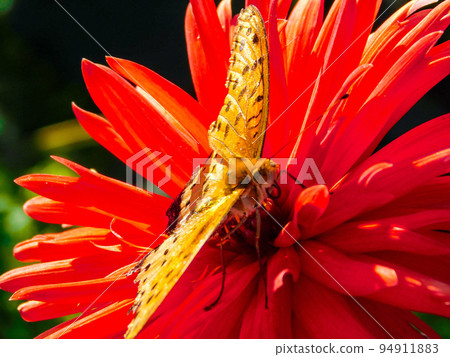 Flower and butterfly 94911883