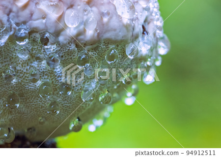 Closeup on a Polypore mushroom with water drops Closeup on a Polypore mushroom with water drops 94912511