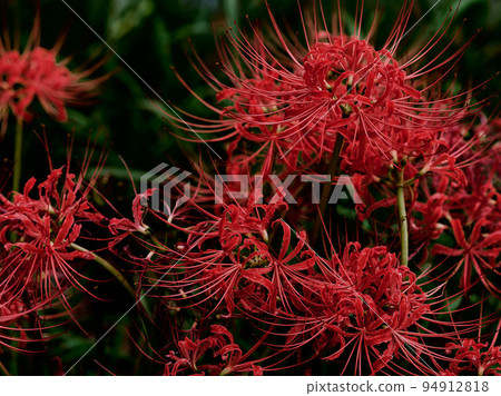 Cluster amaryllis Cluster amaryllis 94912818