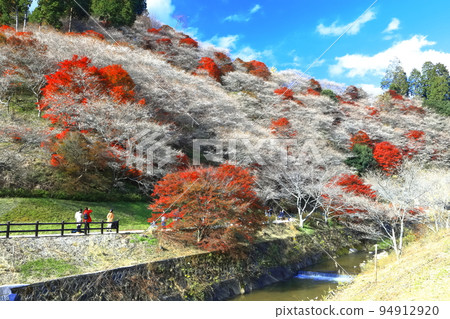 [Aichi Prefecture] Kawami four seasons cherry blossoms and autumn leaves in fine weather 94912920