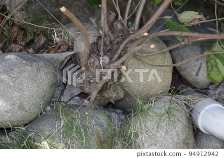 A tree growing through a stone wall A tree growing through a stone wall 94912942