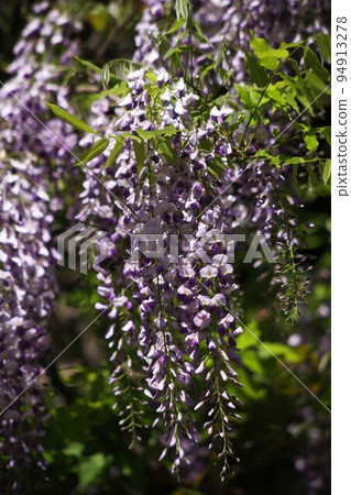 盛開的紫藤花 盛開的紫藤花 94913278