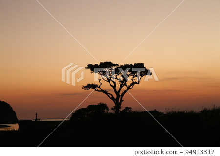 A single pine A single pine 94913312