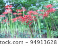 Cluster amaryllis endured a typhoon 94913628