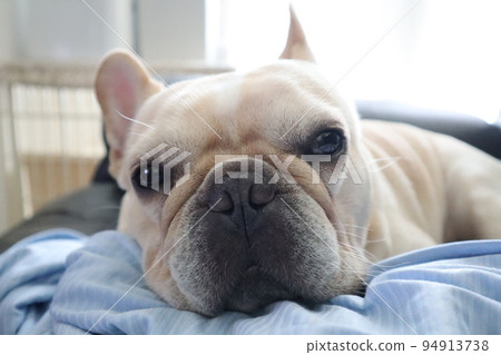 法國鬥牛犬 94913738