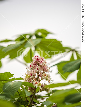 White chestnut flowers on tree leaves background, selective focus.Spring blossoming chestnut tree flowers, Aesculus hippocastanum or horse-chestnut tree White chestnut flowers on tree leaves background, selective focus.Spring blossoming chestnut tree flowers, Aesculus hippocastanum or horse-chestnut tree 94913754
