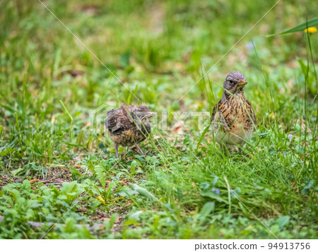 Thrush fieldfare, Turdus pylaris, feeds the chick with earthworms on the ground. An adult chick left the nest but his parents continue to take care of him. 94913756