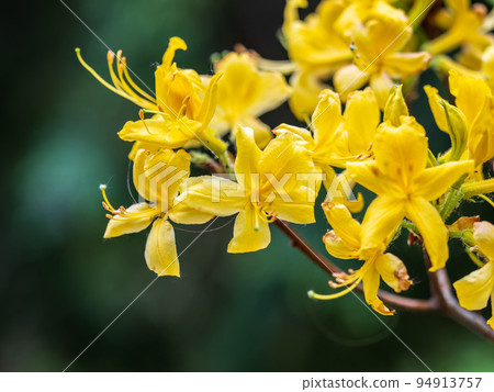 Bright Yellow rhododendron flowers in the park Bright Yellow rhododendron flowers in the park 94913757