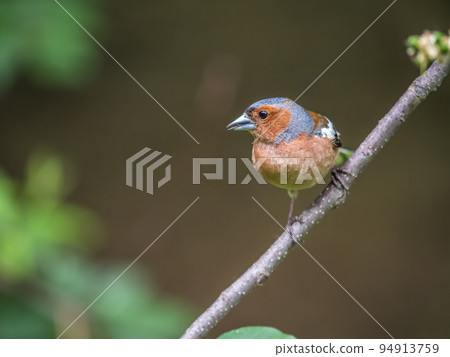 Common chaffinch, Fringilla coelebs, sits on a branch in spring on green background. Common chaffinch in wildlife. 94913759