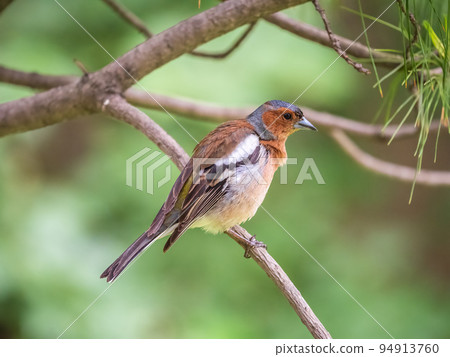 Common chaffinch, Fringilla coelebs, sits on a branch in spring on green background. Common chaffinch in wildlife. Common chaffinch, Fringilla coelebs, sits on a branch in spring on green background. Common chaffinch in wildlife. 94913760