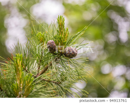 Branch with cone of Siberian stone pine, Pinus sibirica 94913761