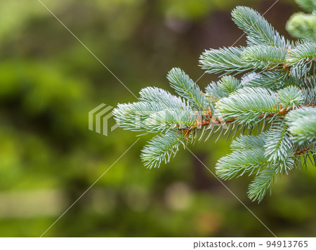 Fir branches with fresh shoots in spring. 94913765
