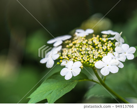Viburnum opulus, Guelder rose. Beautiful white flowers of blooming Viburnum shrub on dark green background. Selective focus, closeup. Viburnum opulus, Guelder rose. Beautiful white flowers of blooming Viburnum shrub on dark green background. Selective focus, closeup. 94913766