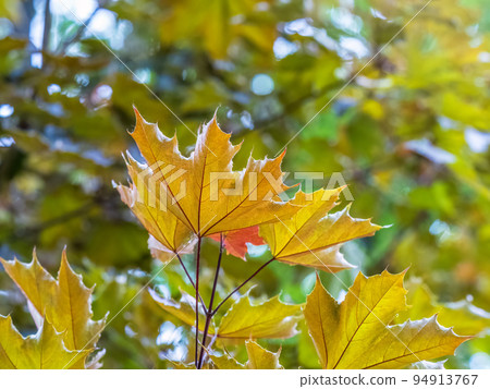 Tree branch with dark red leaves, Acer platanoides, the Norway maple Crimson King. Red Maple acutifoliate Crimson King, young plant with green background. Tree branch with dark red leaves, Acer platanoides, the Norway maple Crimson King. Red Maple acutifoliate Crimson King, young plant with green background. 94913767