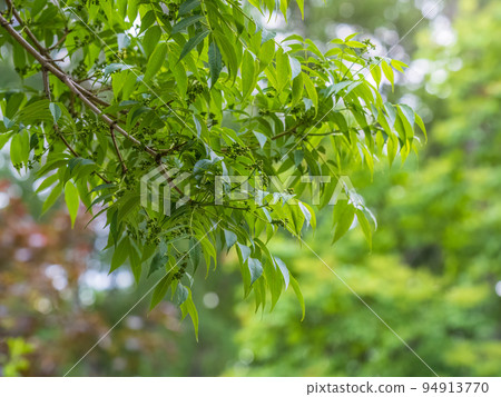 Leaves and unripe fruits of the Amur velvet, or Amur cork tree, lat. Phellodendron amurense. 94913770