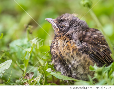 A fieldfare chick, Turdus pilaris, has left the nest and sitting on the spring lawn. A fieldfare chick sits on the ground and waits for food from its parents. A fieldfare chick, Turdus pilaris, has left the nest and sitting on the spring lawn. A fieldfare chick sits on the ground and waits for food from its parents. 94913796
