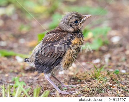 A fieldfare chick, Turdus pilaris, has left the nest and sitting on the spring lawn. A fieldfare chick sits on the ground and waits for food from its parents. A fieldfare chick, Turdus pilaris, has left the nest and sitting on the spring lawn. A fieldfare chick sits on the ground and waits for food from its parents. 94913797