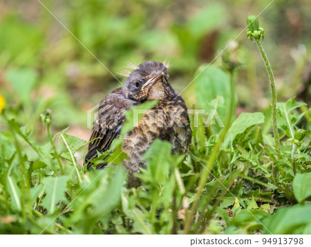 A fieldfare chick, Turdus pilaris, has left the nest and sitting on the spring lawn. A fieldfare chick sits on the ground and waits for food from its parents. A fieldfare chick, Turdus pilaris, has left the nest and sitting on the spring lawn. A fieldfare chick sits on the ground and waits for food from its parents. 94913798