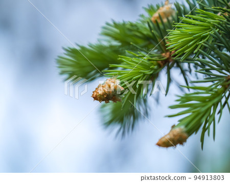 Fir branches with fresh shoots in spring. Fir branches with fresh shoots in spring. 94913803