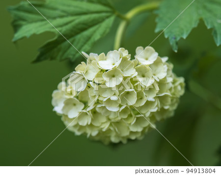 Lush white flowers of viburnum roseum with blurred background.. 94913804