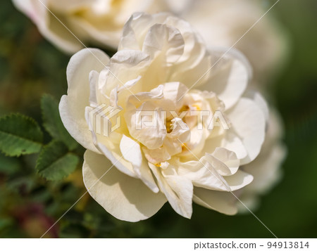 Rosa odorata wihite flowers with burred background. 94913814