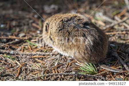 A closeup of a Common vole, Microtus arvalis, on the ground with a blurry background A closeup of a Common vole, Microtus arvalis, on the ground with a blurry background 94913827