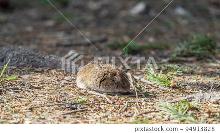 A closeup of a Common vole, Microtus arvalis, on the ground with a blurry background A closeup of a Common vole, Microtus arvalis, on the ground with a blurry background 94913828