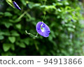 Blue Flower Butterfly Pea 94913866